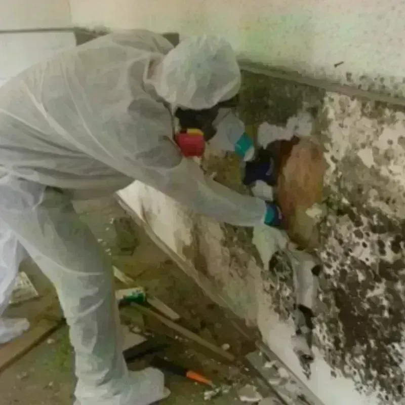 Mold Remediation and Removal in Clarkston, WA